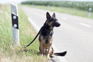 evsiz köpek hayvan barınağı için bekleyen sokak üzerinde rahat bırak