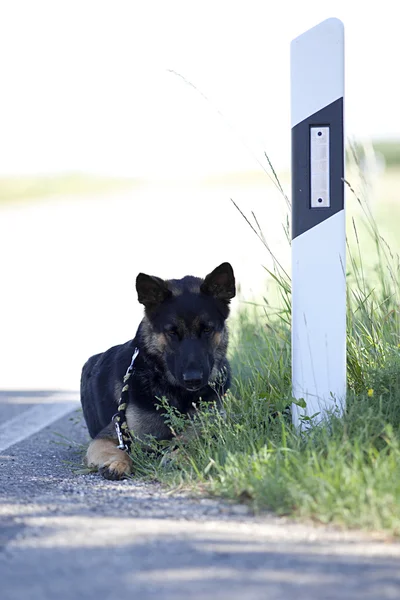 Безпритульний собака залишається на вулиці в очікуванні притулку для тварин — стокове фото