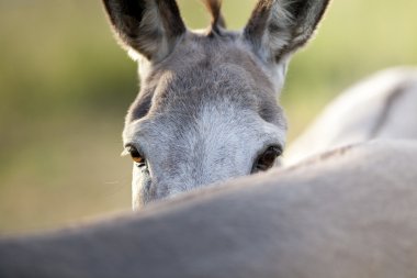 onun arkadaşı arkasında komik eşek gizle