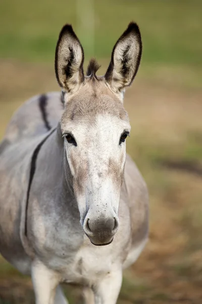 funny donkey frontal