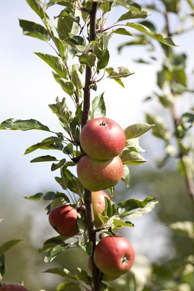 Apple Tree with mellow fruits — Stock Photo, Image