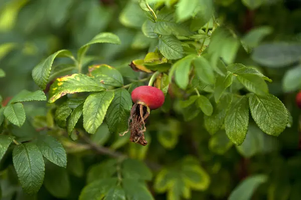 Rosehip — Stock Photo, Image