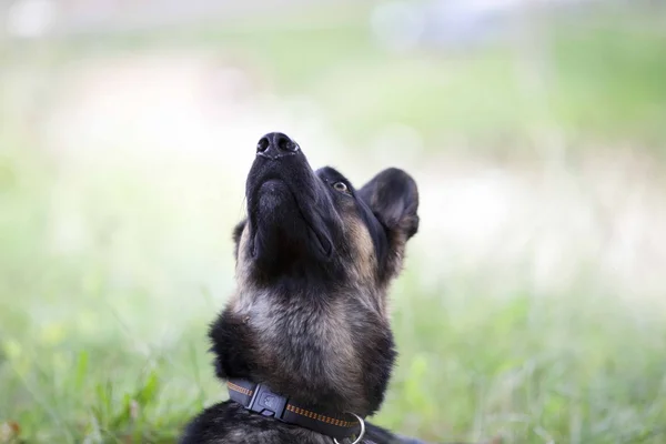 Німецький Шепард собака дивитися в майбутнє в небо портрет — стокове фото