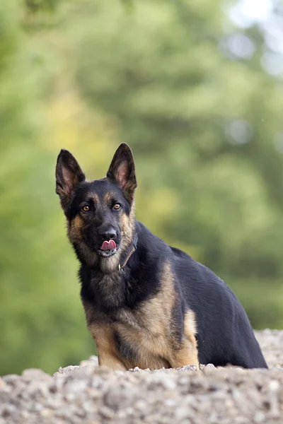 Duitse shepard hond likken zijn neus — Stockfoto