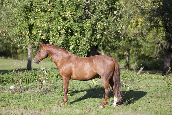 Piękny koń kasztan kwartale stoją na łące — Zdjęcie stockowe