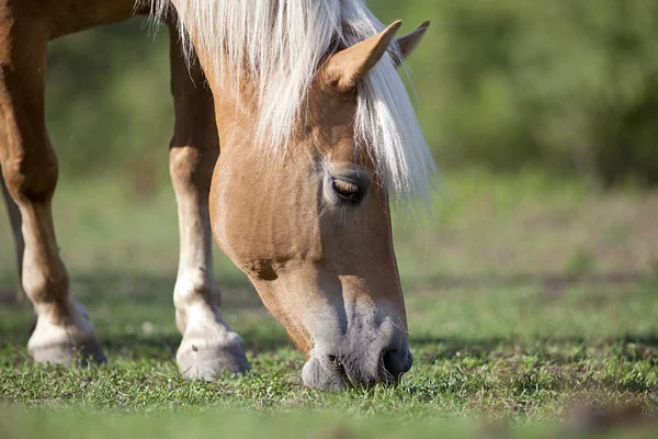 Haflinger manger de l'herbe — Photo