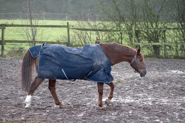 Caballo con manta de lluvia —  Fotos de Stock