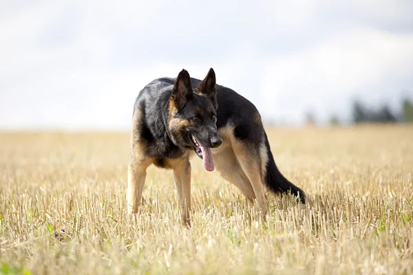 Tedesco cane pastore sedersi in campo — Foto Stock