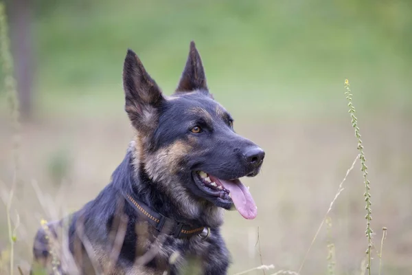 Uppmärksamma tysk shepard hund porträtt — Stockfoto