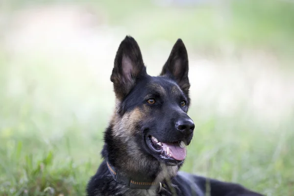 Özenli Alman shepard köpek portre — Stok fotoğraf