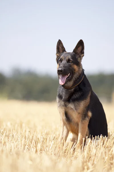 Német shepard kutya sit-mező — Stock Fotó