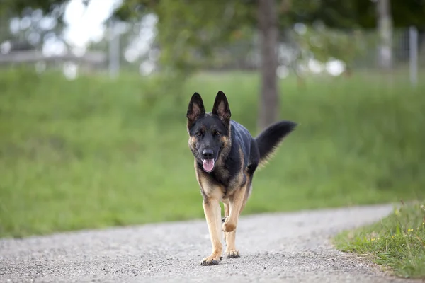 German shepard dog go for a walk — Stock Photo, Image