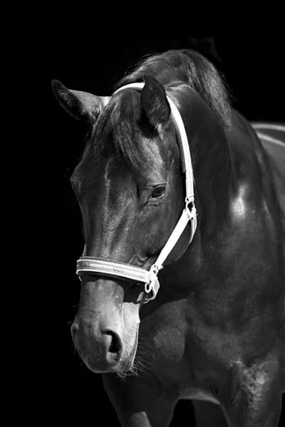 馬モノクロの黒と白の肖像画 — ストック写真