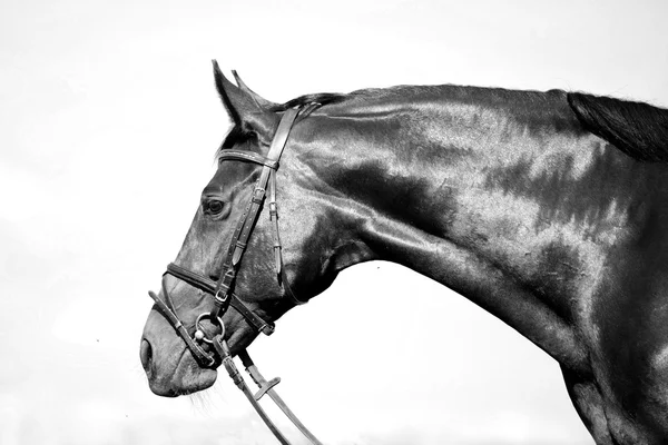 Cheval monochrome noir et blanc portrait — Photo