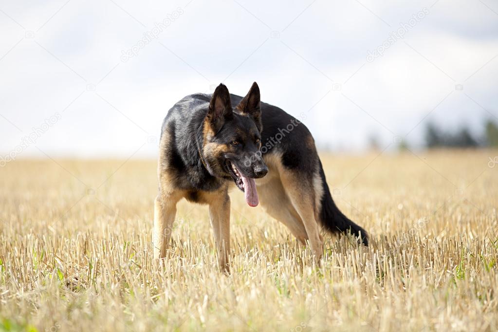 German shepard dog sit in field