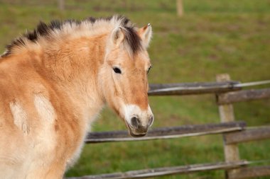 Norveç Fiyort Atı. Yüze yakın portre