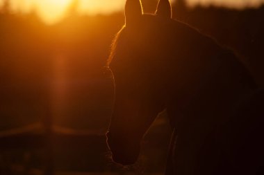 Gün batımında arka planda kalan at kayıp, hatırlama, barış ve ebedi aşkın sembolü..