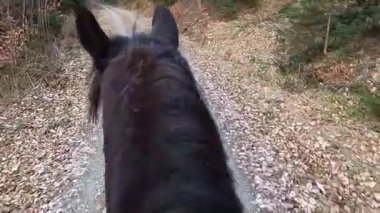 Ormanda at sırtında at sürmek..