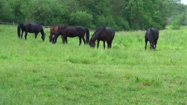 Atlar çayırda otluyor. Birçok at otlakta özgürce beslenir..