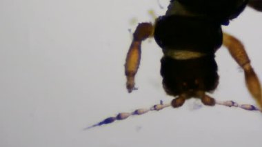 Thrips (Thysanoptera) mikroskop altında. Böcek böcekleri, yakın plan. Mikrograf.