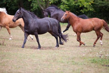 Çayırda dört nala koşan bir at sürüsü. Güzel atlar özgürce koşuyor..