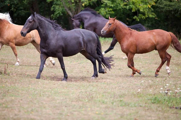 Çayırda dört nala koşan bir at sürüsü. Güzel atlar özgürce koşuyor..