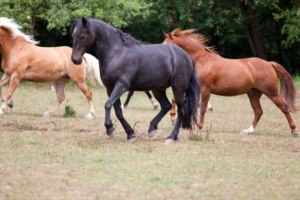 Çayırda dört nala koşan bir at sürüsü. Güzel atlar özgürce koşuyor..