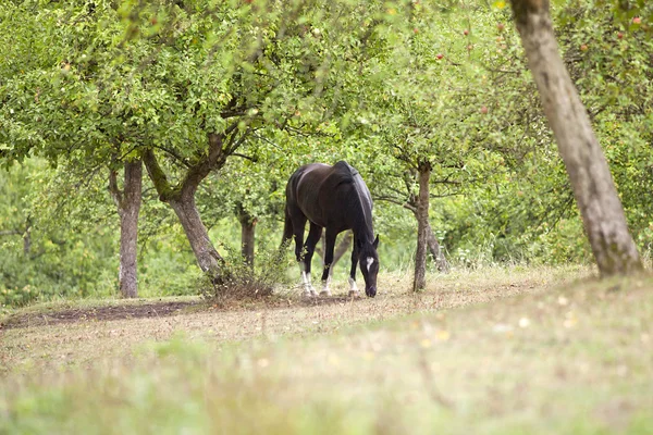 Piękny czarny koń czekała, portret — Zdjęcie stockowe