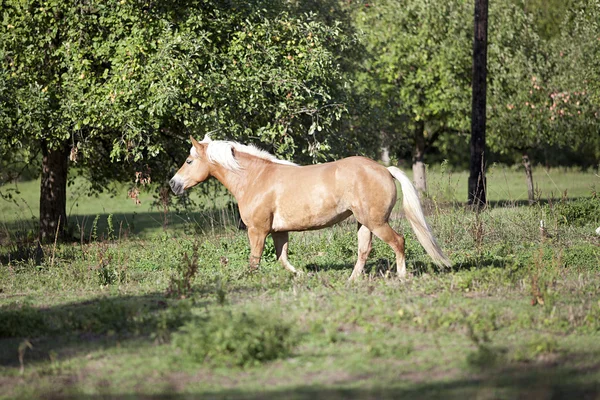 Haflinger häst väntar utanför porträtt — Stockfoto