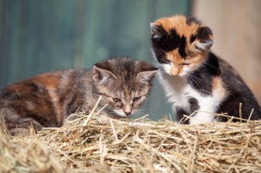 Sevimli Üç Renkli Calico Kedi Portresi