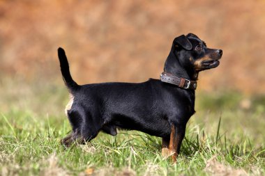 sevimli küçük pinscher köpek dışında çayır üzerinde