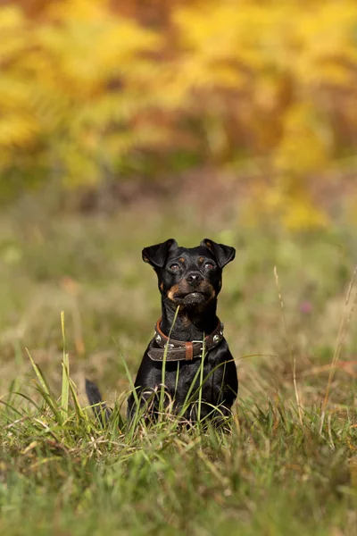 Schattige kleine hond zitten op weide buiten — Stockfoto