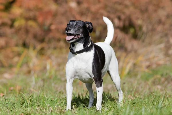 Schattige kleine hond op weide buiten — Stockfoto