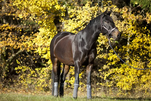 Ritratto a cavallo su prato con foglie autunnali gialle sullo sfondo — Foto Stock