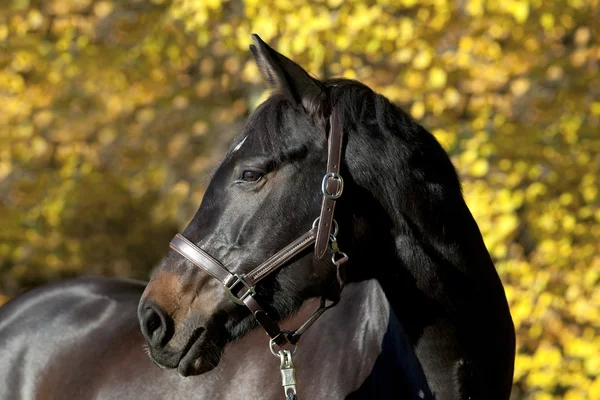 Ritratto a cavallo su prato con foglie autunnali gialle sullo sfondo — Foto Stock