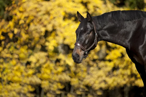 Cavallo ritratto con giallo autunno foglie sfondo — Foto Stock