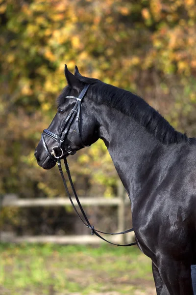 Černý kůň portrét venku s barevné podzimní listí v pozadí — Stock fotografie