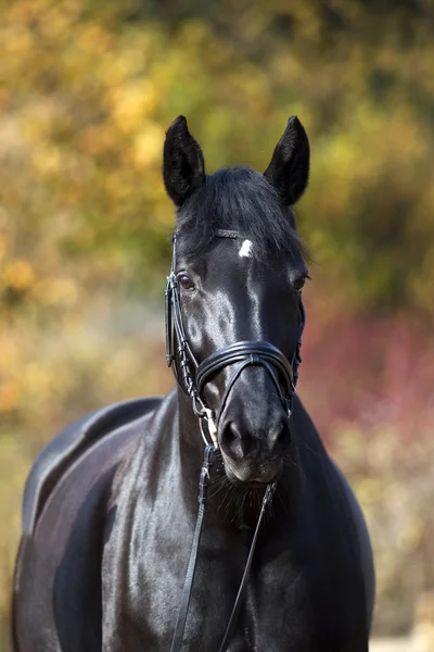 Portrait de cheval noir à l'extérieur avec des feuilles d'automne colorées en arrière-plan — Photo