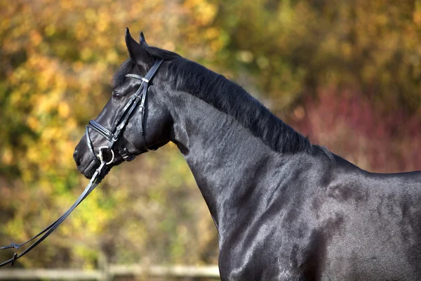 Svart häst stående utanför med färgglada höstlöv i bakgrunden — Stockfoto