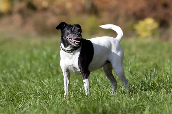 Schattig hondje portret — Stockfoto