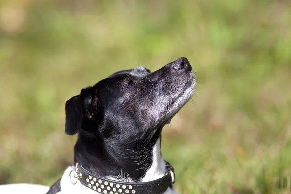 Schattig hondje portret — Stockfoto