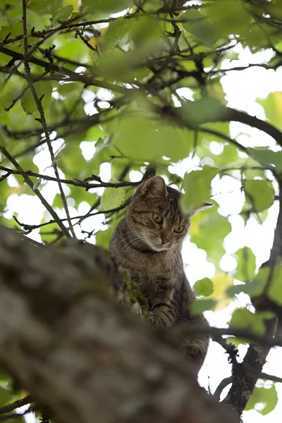 Cat climb high up in tree hunting — Stock Photo, Image