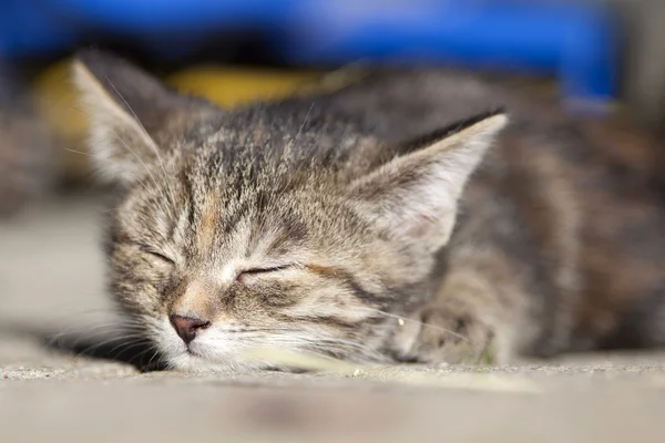Baby Kitten sleep — Stock Photo, Image