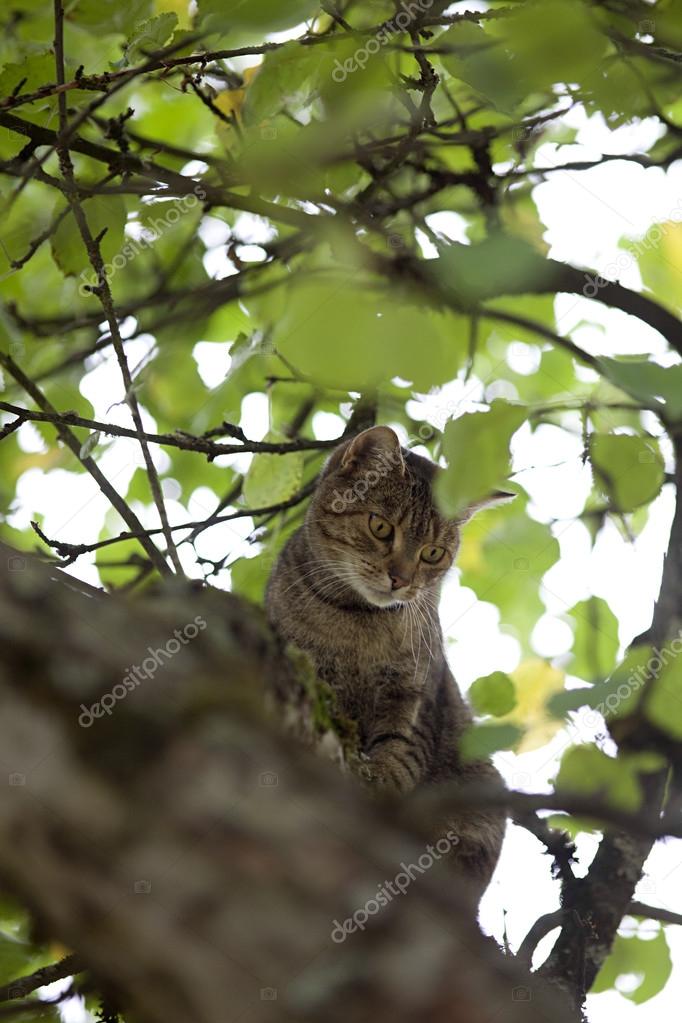 cat climb high up in tree hunting