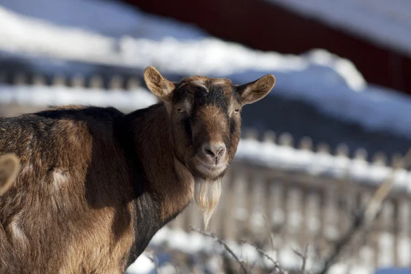 Cabra en invierno en el pasto mira el retrato de la cámara — Foto de Stock