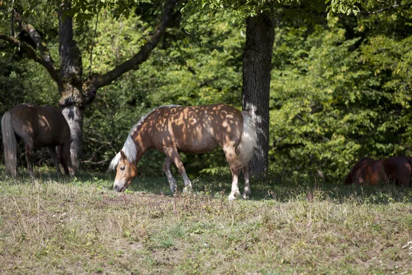 Haflinger konia czekała, portret — Zdjęcie stockowe