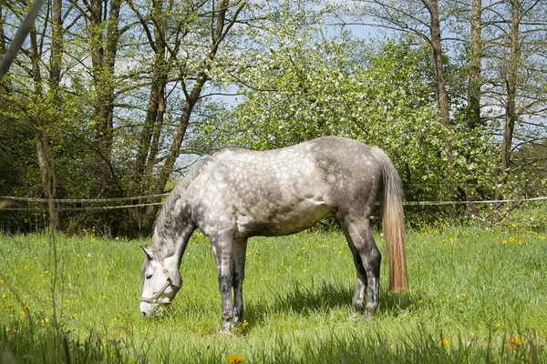 Bílý kůň pohybovat volně na louce — Stock fotografie