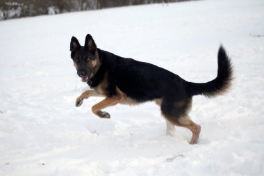 köpek kışın kar ile eğlenin