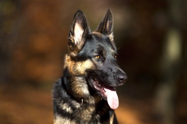 özenli Alman shepard köpek portre sonbahar renkli arka plan ile