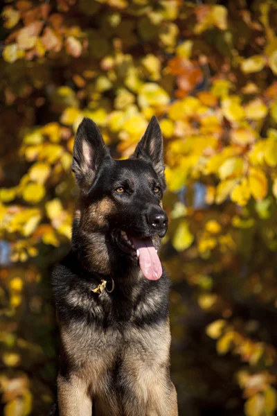 Alman shepard köpek portre Güz — Stok fotoğraf